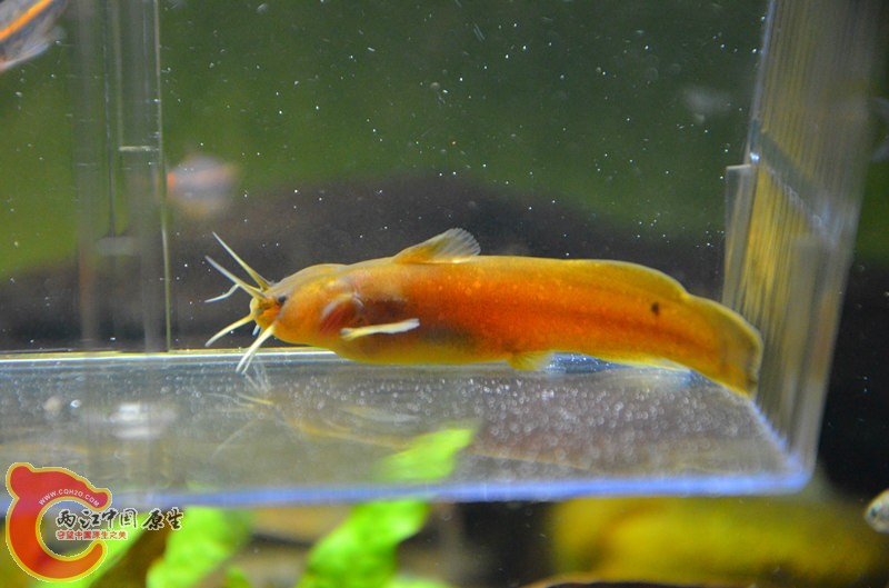 DSC_2002_副本.jpg