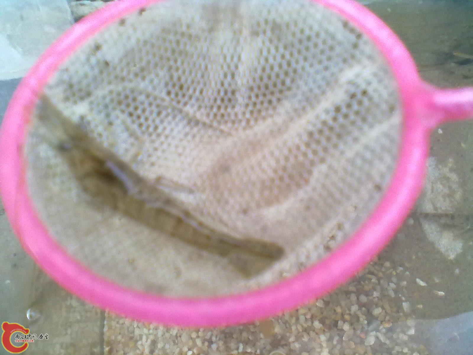 食指长的大眼贼