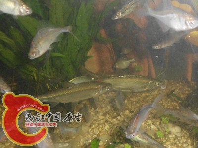 中间两条是什么鱼