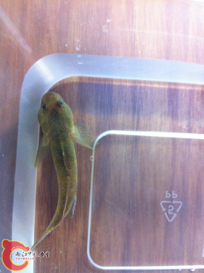 俯视图，头特别宽