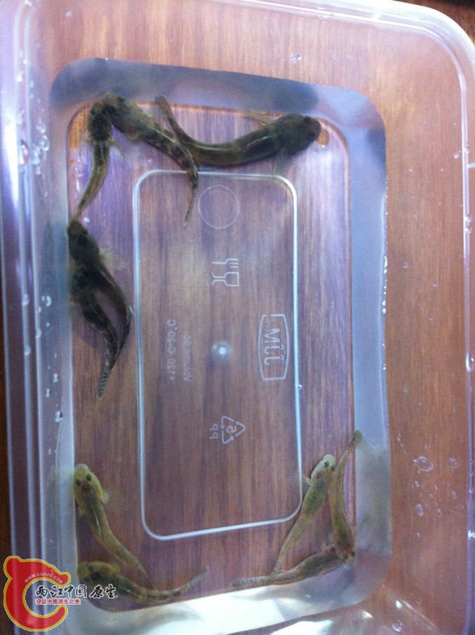 和别的虾虎不像一类的