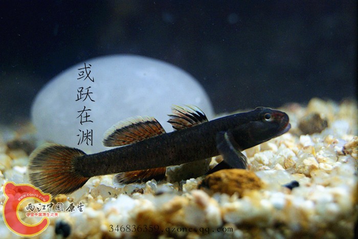 04猫头吻虾虎公鱼08.jpg