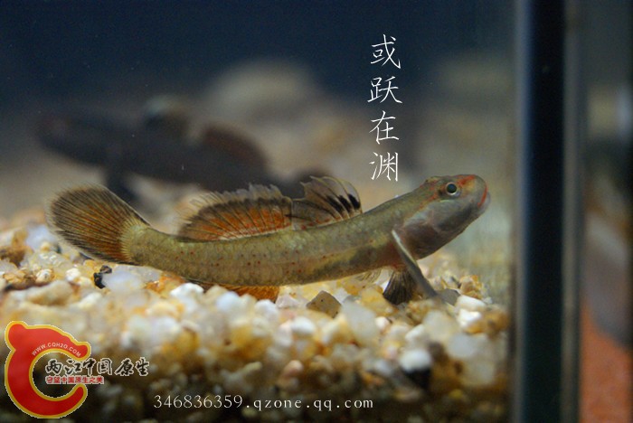 04猫头吻虾虎公鱼09.jpg
