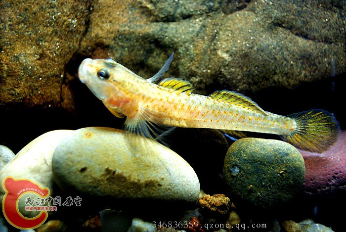04猫头吻虾虎母鱼03.jpg