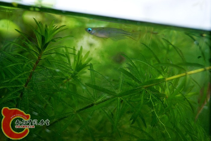 10红树林青鳉02.jpg