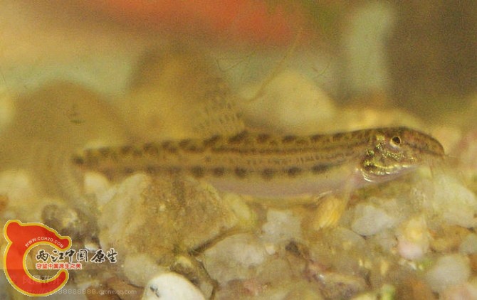 17中华花鳅01.jpg