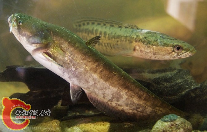 21土鲶和斑鳢01.jpg