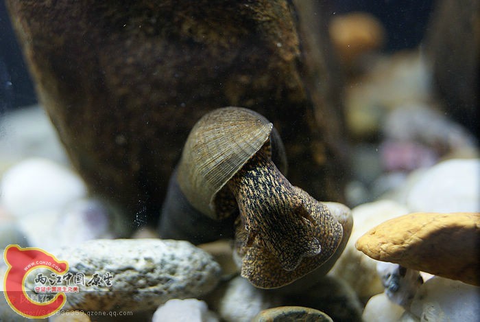 31海南蜷螺01.jpg