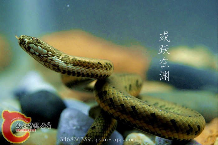 35中华水蛇01.jpg