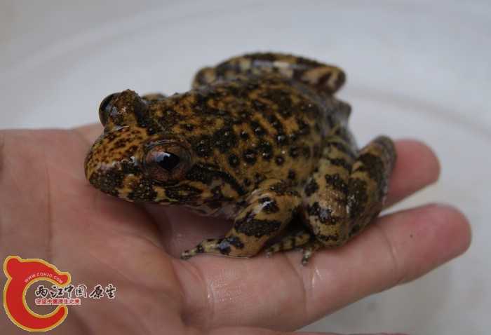 39石蛙02.jpg