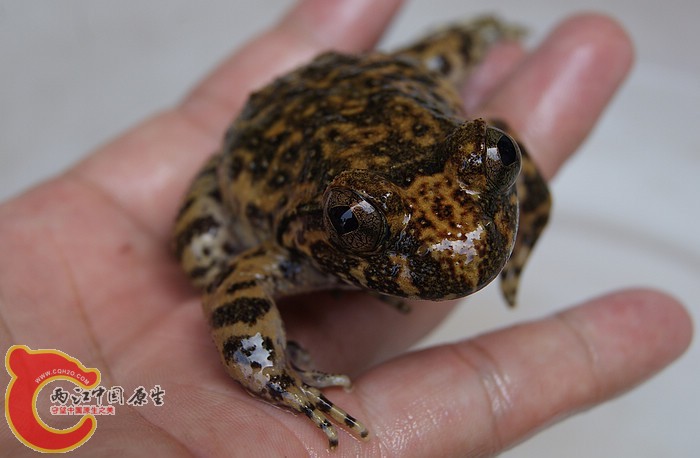 39石蛙03.jpg