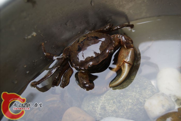 40溪蟹01.jpg