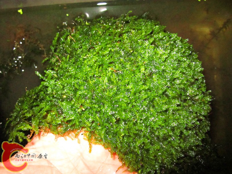 IMG_6931_副本.jpg