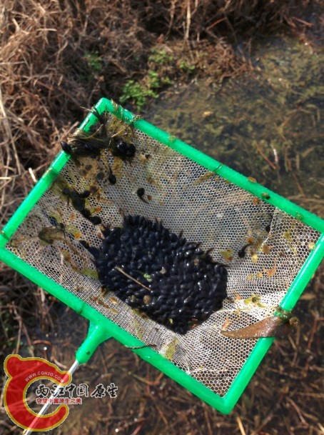 路过的坑 全是。。估计是蛤蟆的 走人