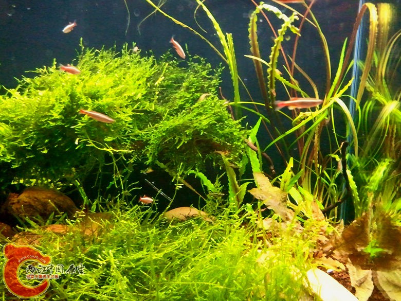 草缸4.jpg