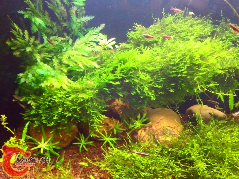 草缸6.jpg
