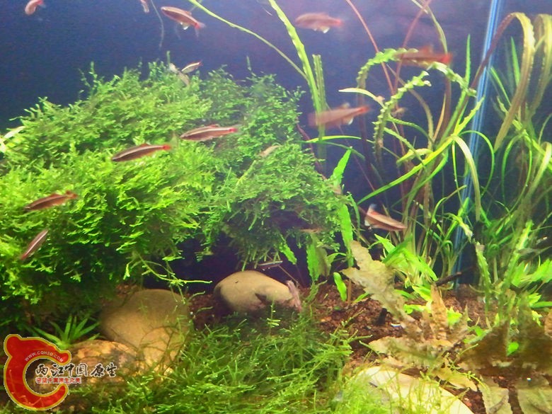 草缸7.jpg