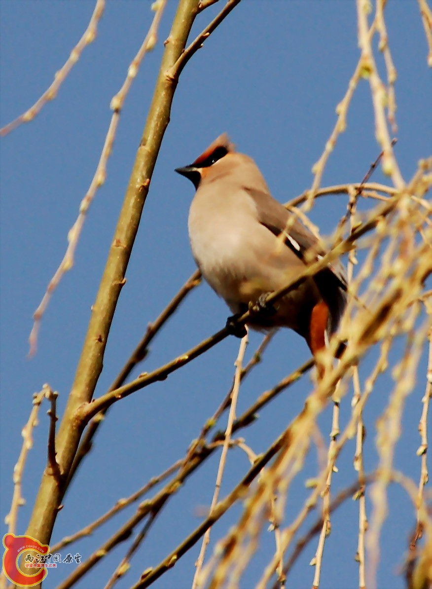 DSC_7683c.JPG