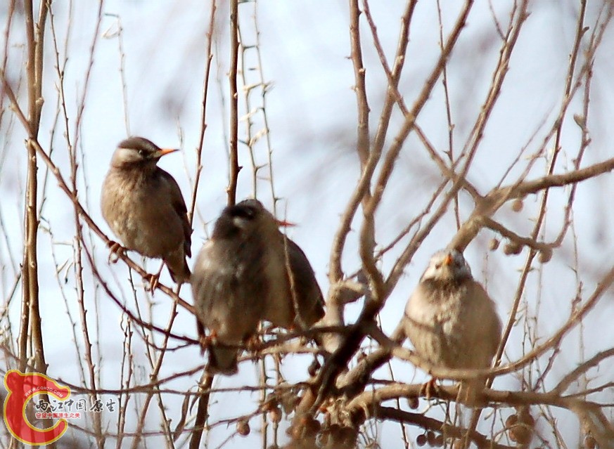 DSC_7673c.JPG