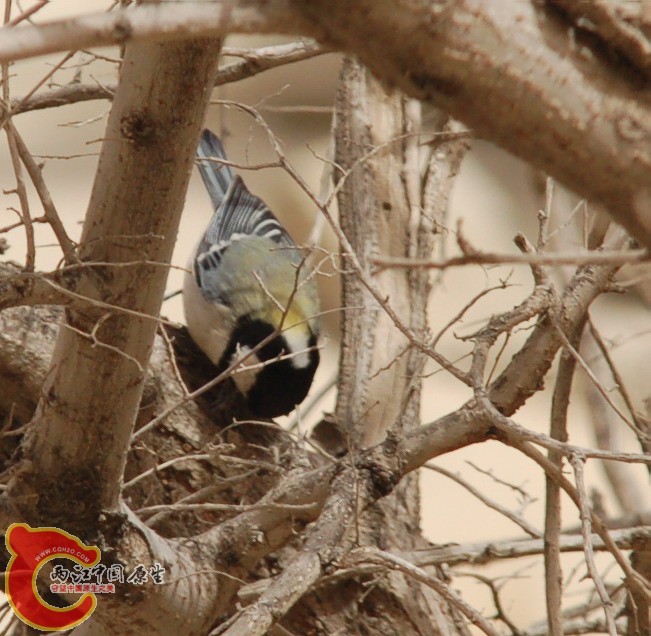 DSC_7626c.JPG