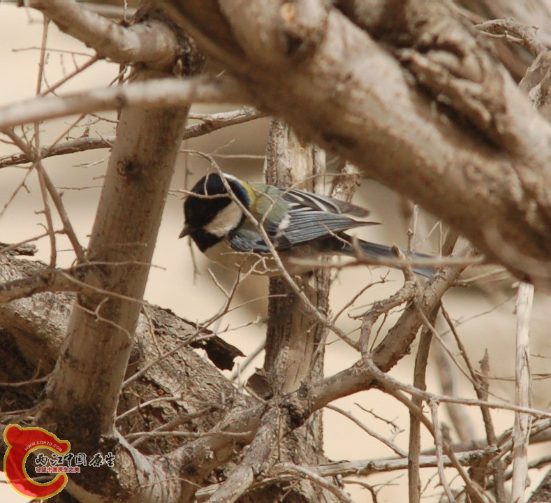 DSC_7625c.JPG