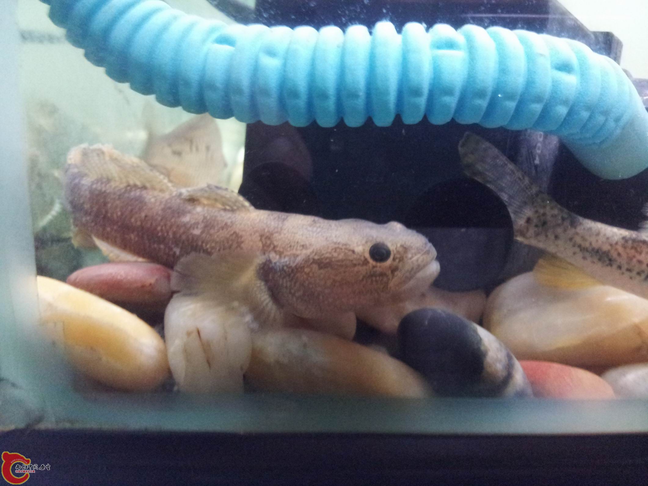 调整大小 IMG_20130321_172513.jpg