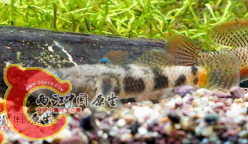 丝鳍 原生虾虎的骄傲 1   【两江中国原生大杂烩】   两江中国原生  做中国最好的原生网.png