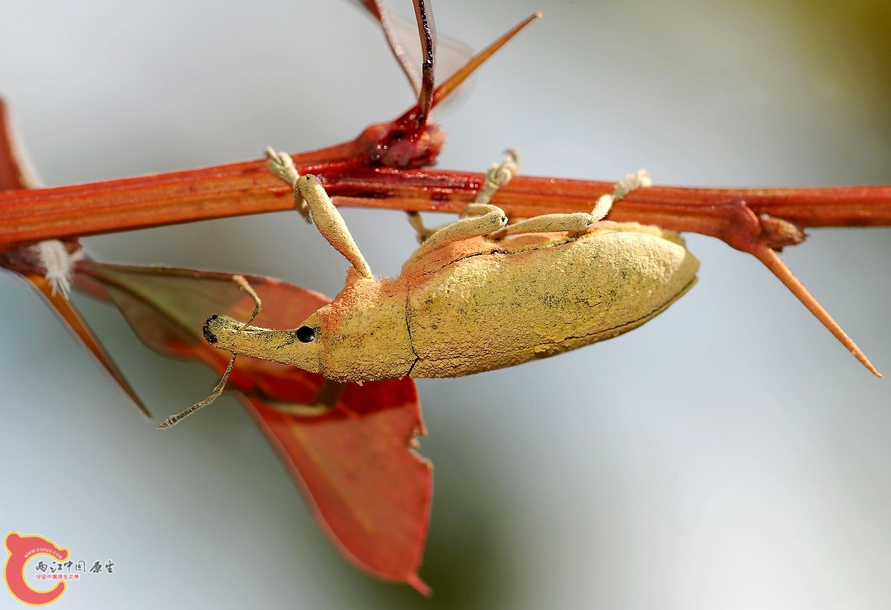 Curculio属的象鼻虫.jpg