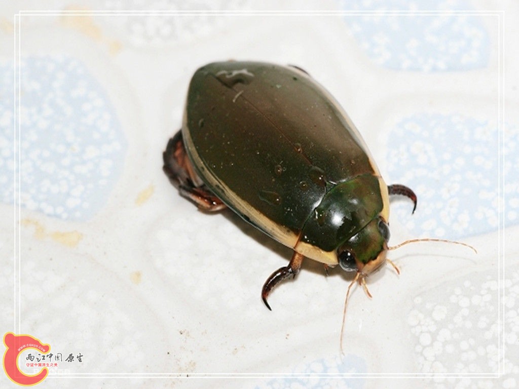龙虱4.jpg