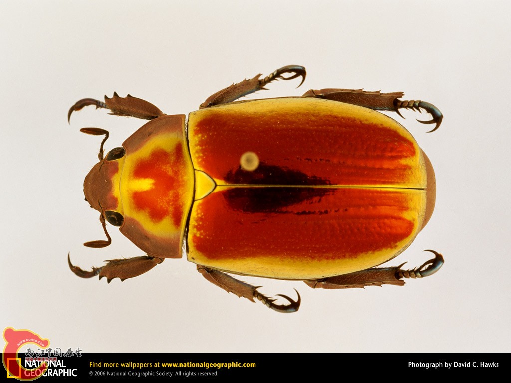 圣甲虫scarab.jpg