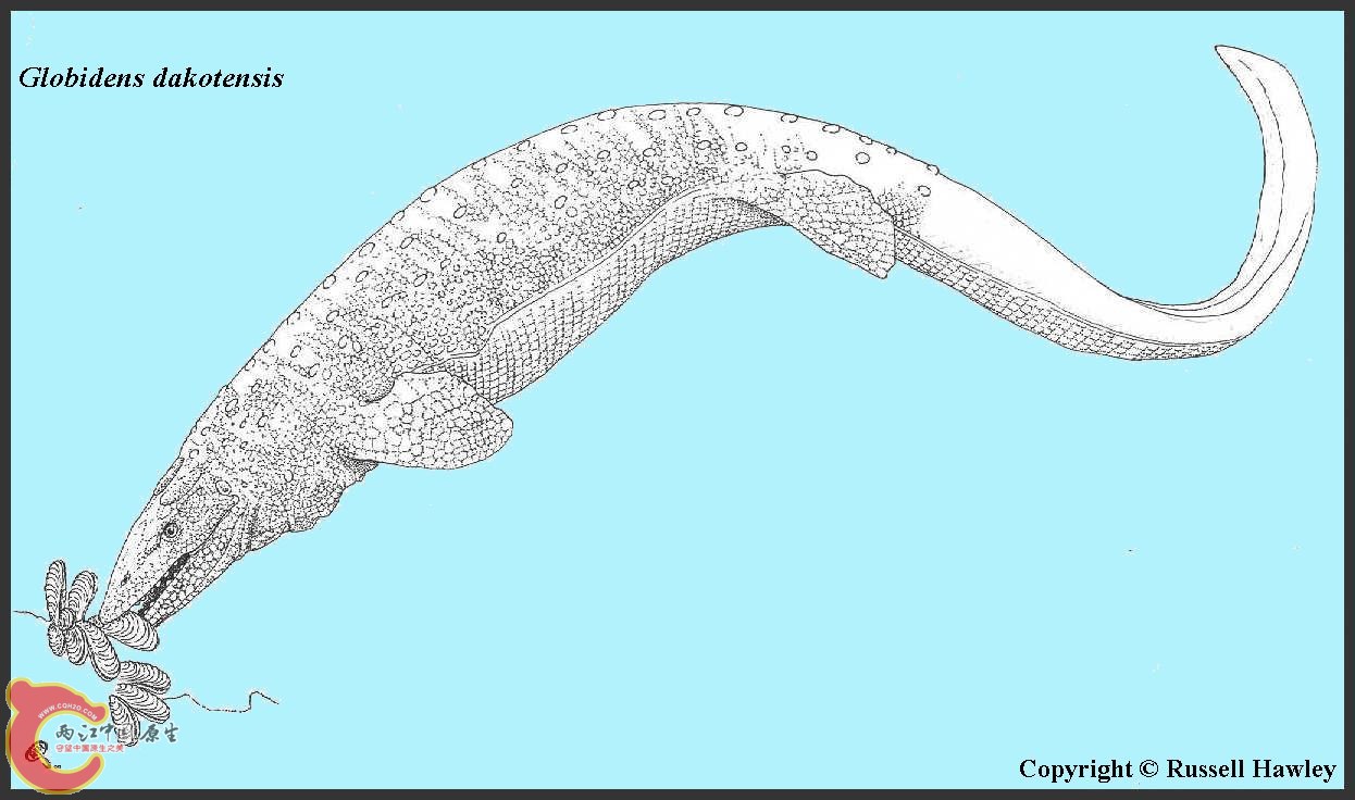 Longisquama_insignis_skeleton&silhouette_small.jpg