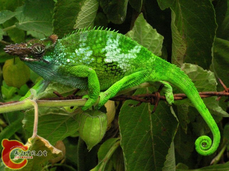 费瑟双角变色龙 (Bradypodion fischeri).jpg