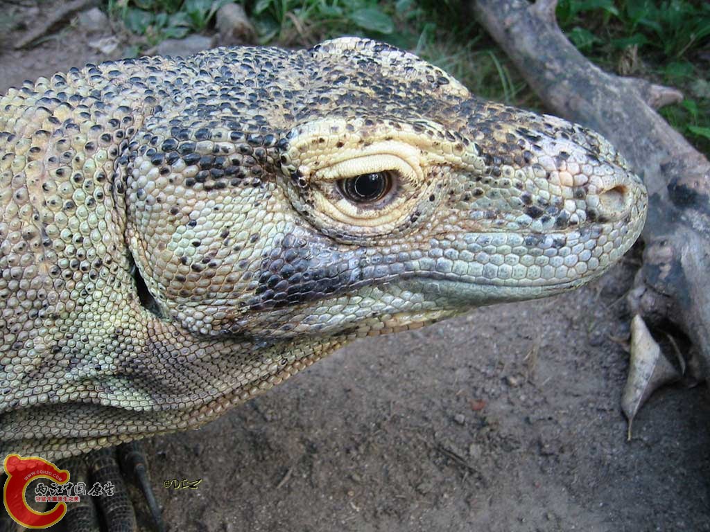科摩多巨蜥4.jpg