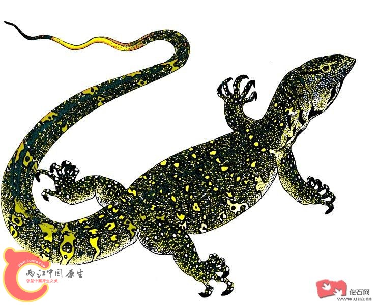 尼罗河巨蜥.jpg