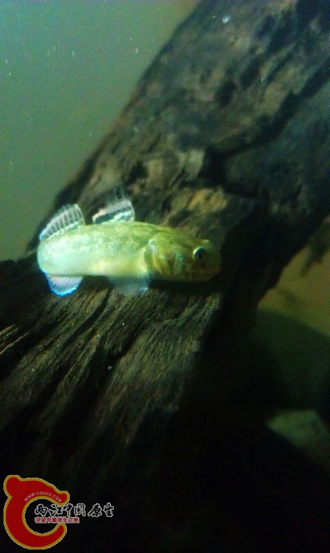 先来几个温顺的前奏