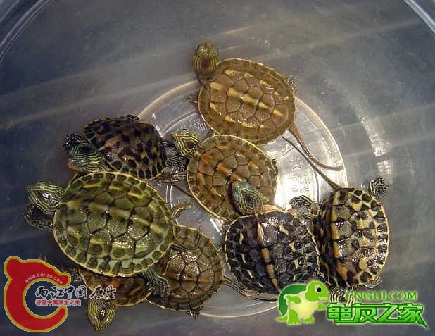 各种花龟苗子个体差异很大，弄不清哪个是大陆种啊