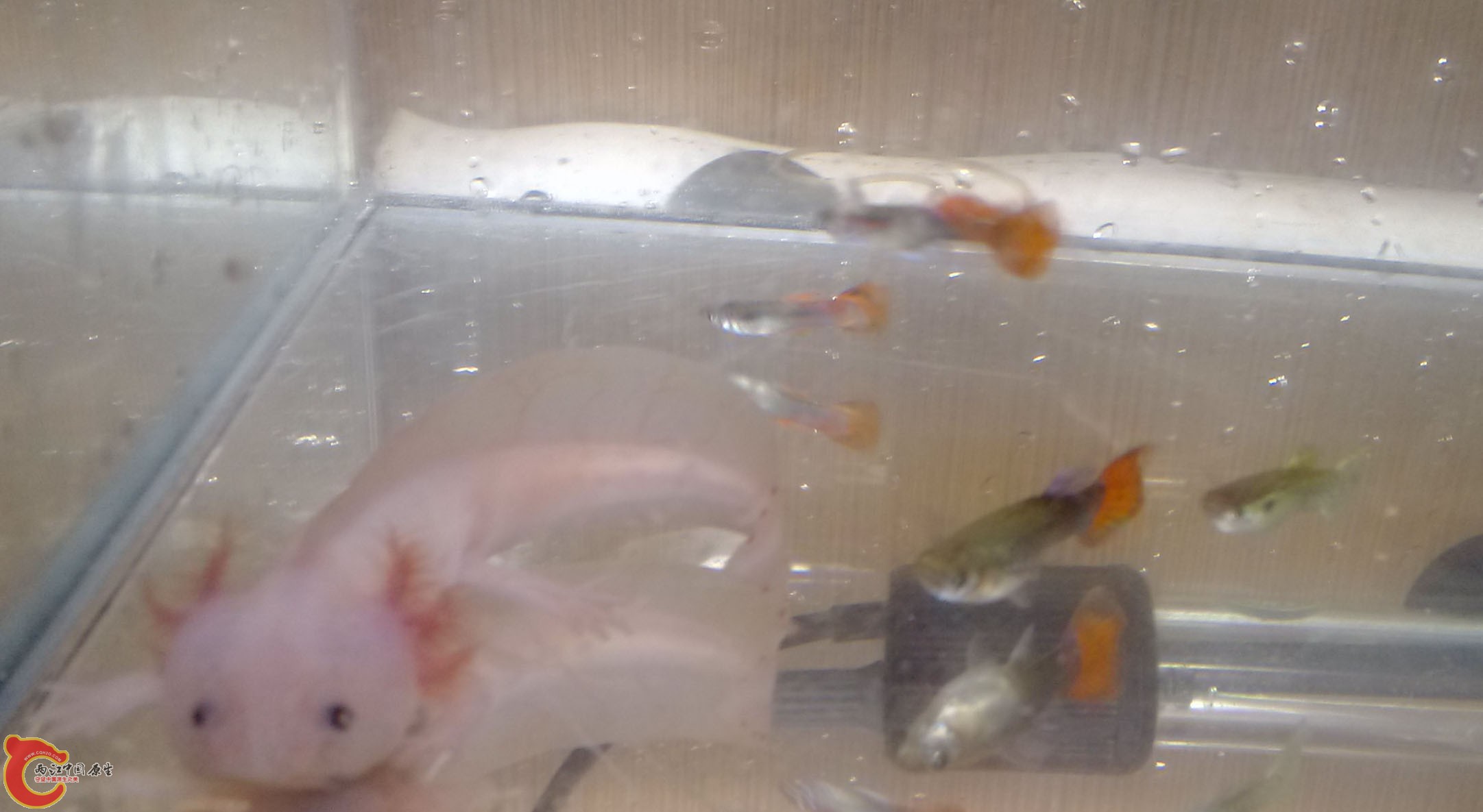 回头的样子还是挺萌的！