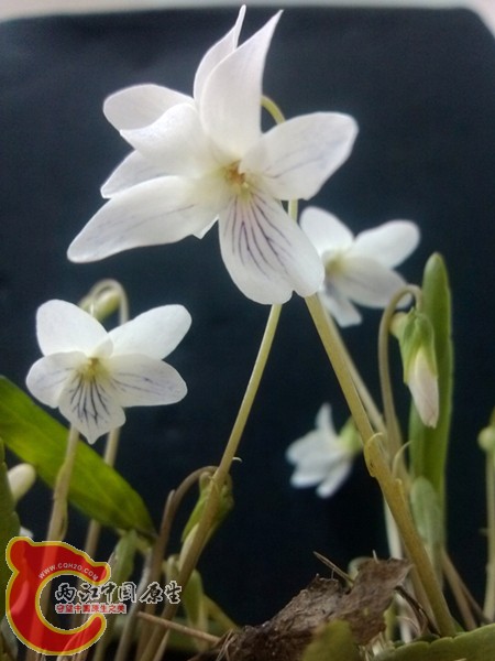 IMG_20130322_211552_副本.jpg
