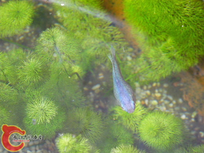 P3100010.jpg