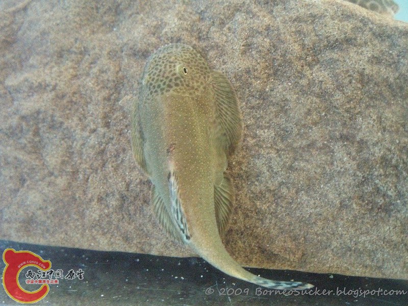 Gastromyzon aeroides