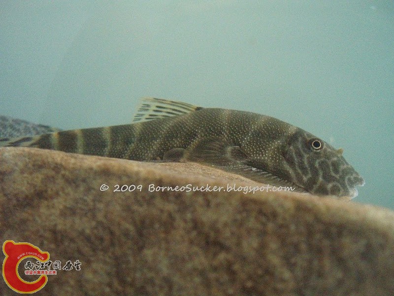 Gastromyzon extrorsus