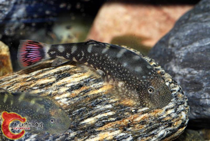 Gastromyzon ocellatus