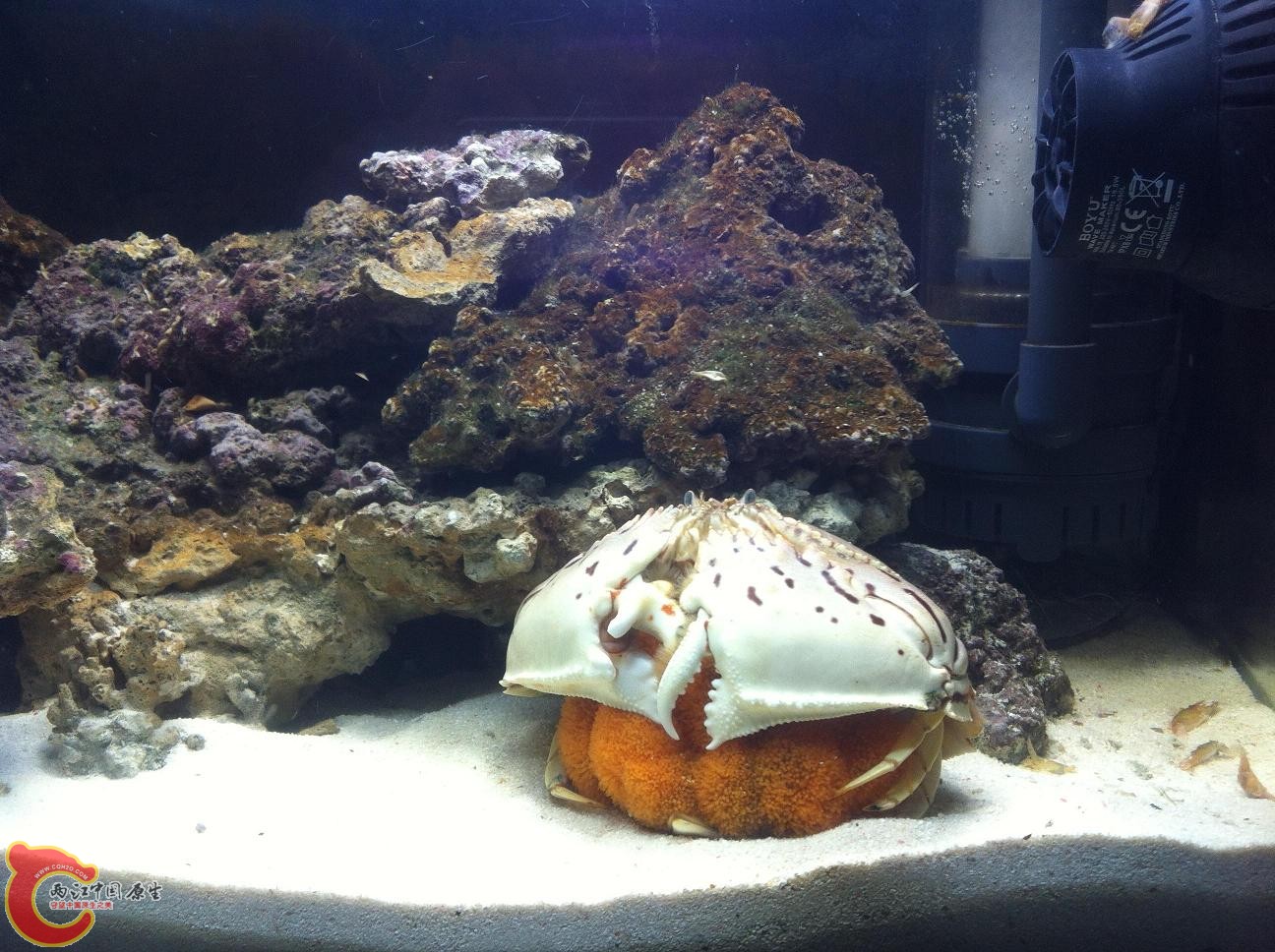 整体，能看出大小吧？