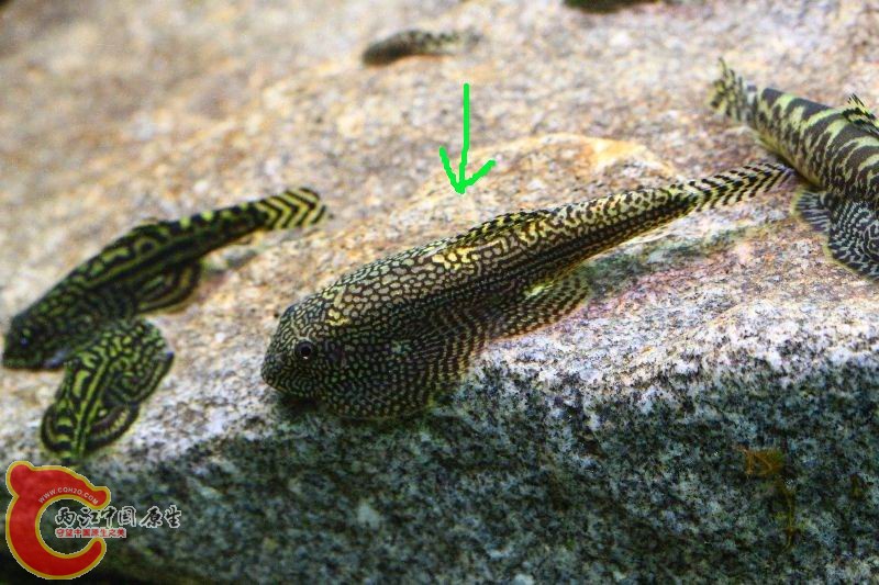 Sewellia albisuera