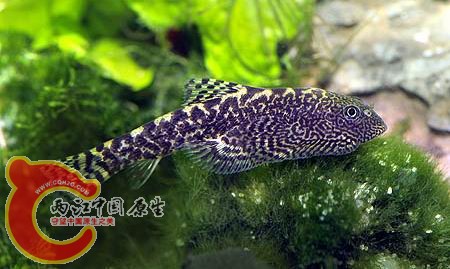 Sewellia analis