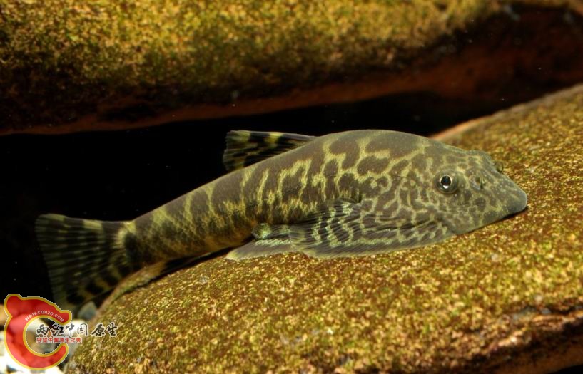 Sewellia elongata