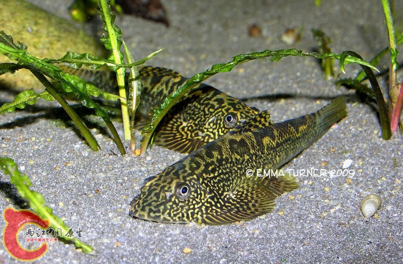 Sewellia breviventralis，存疑~~