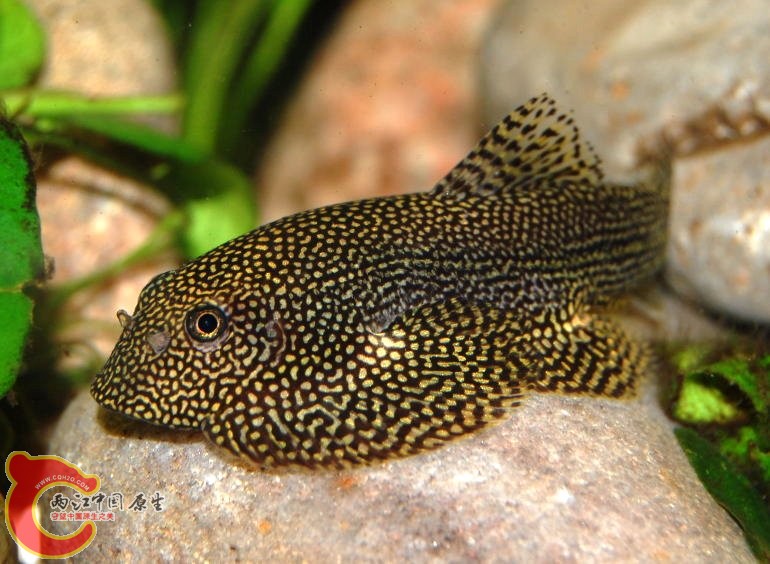 Sewellia sp. 'SEW01，斑点蝴蝶，很美丽，但身份不明~~