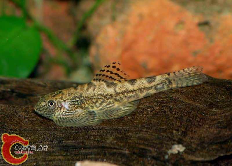Sewellia sp. 'SEW02'，以Sewellia breviventralis身份输入，但存疑~~