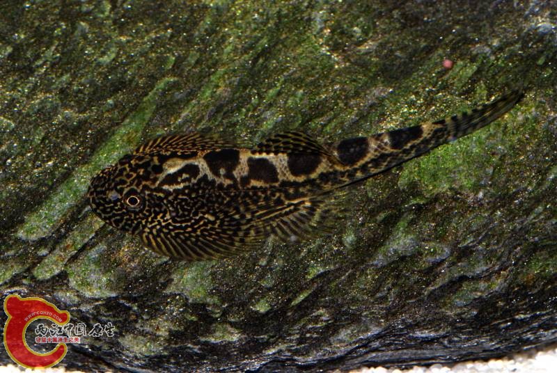 Sewellia sp. 'SEW03'，同样是以Sewellia breviventralis身份输入，但存疑~~